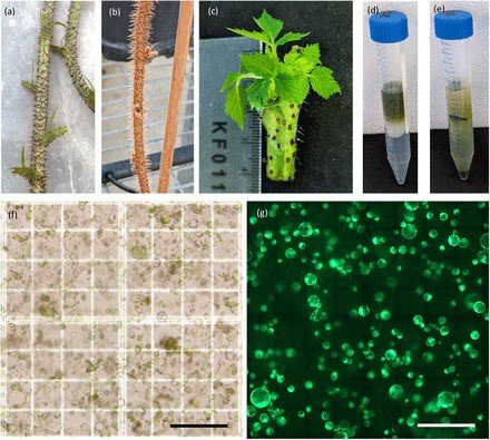 Application of Genomic Tools in Plant Breeding