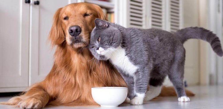 Common Health Issues in Senior Dogs and Cats and How to Address Them