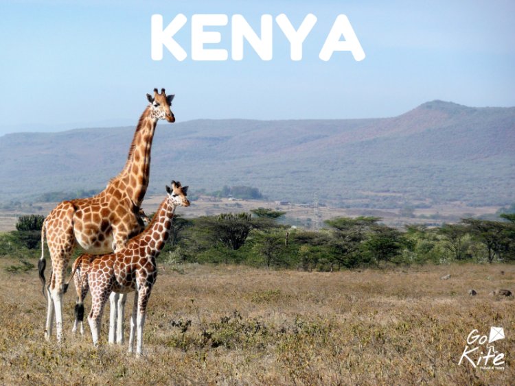 Explore Exotic Wildlife in Kenya: 6 Incredible Places to Visit