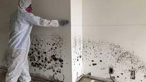 Mold Remediation Services In Loomis, CA